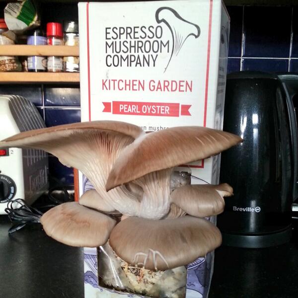 How cool,we grew our own mushrooms @EMC_mushroom trying to recreate exotic mushrooms&avocado from @teacupandcakes #fb