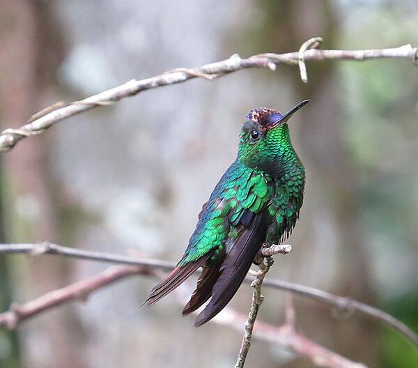 Colibrí Copetivioleta, macho. Rango de distribución muy pequeño, entre Panamá y Colombia. #AvesDeTwitter