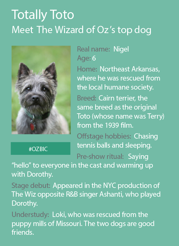 broadwaychicago's tweet photo. Meet Nigel, the adorable dog who stars as Toto in @yellowbrickroad! #MusicalPup #OZBIC http://t.co/pbgkejMcKN