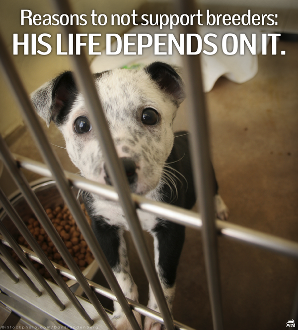 peta's tweet photo. Breeding &amp; promoting purebred dogs while MILLIONS of homeless animals are DYING in shelters is WRONG.

RT if u agree! http://t.co/iTU9h3JOMQ