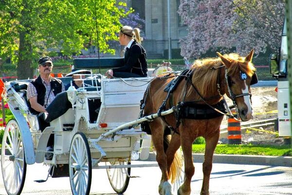Horse-drawn carriage rides, anybody?