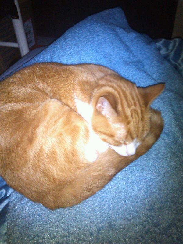tabithaboltan's tweet photo. Such a pretty kittie! http://t.co/BQQB1MNa9S