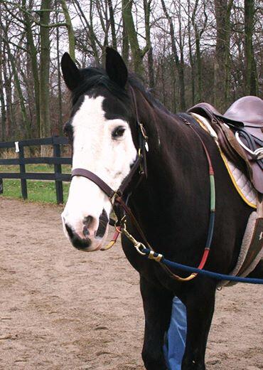 Meet Sly! Sly has joined our team. Sly comes to us from his owner, JR Humphreys and his best buddy, Jordan Humphreys.