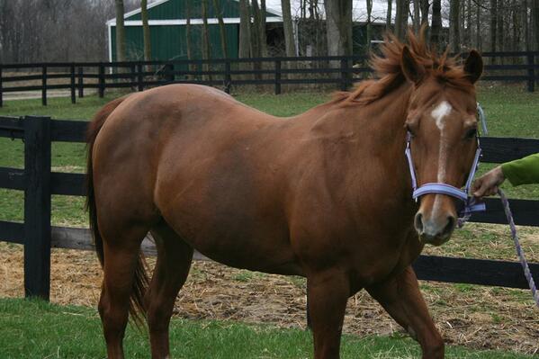 Meet another new horse,Carolina Candy Bar aka Lena! Thank you to Janice Agawal and family for lending her to us!