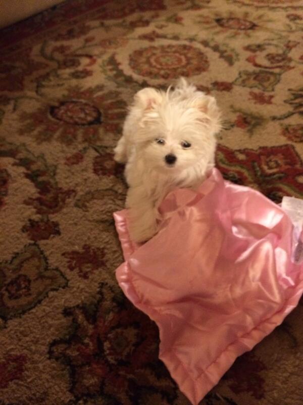 klobbbb's tweet image. Más #puppylove ❤️❤️❤️