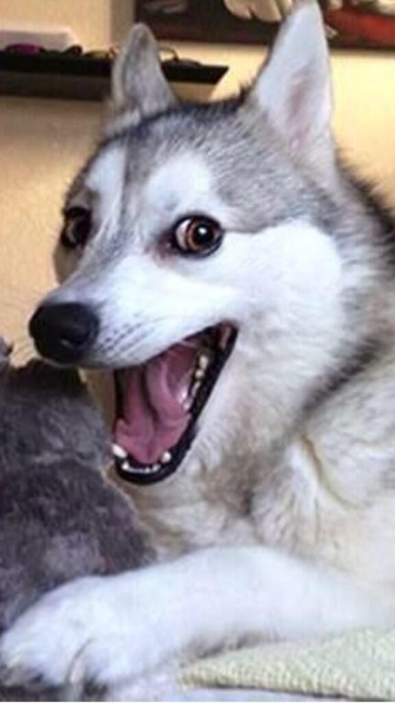 LiveLimitless13's tweet image. This is one of the best pictures of a dog I have ever seen.