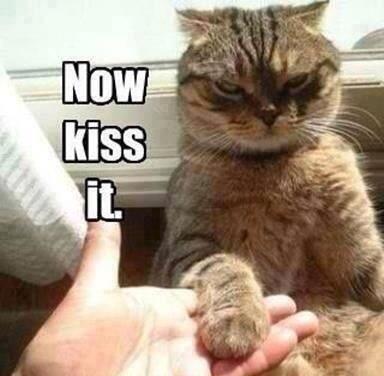 ShmooReport tweet picture