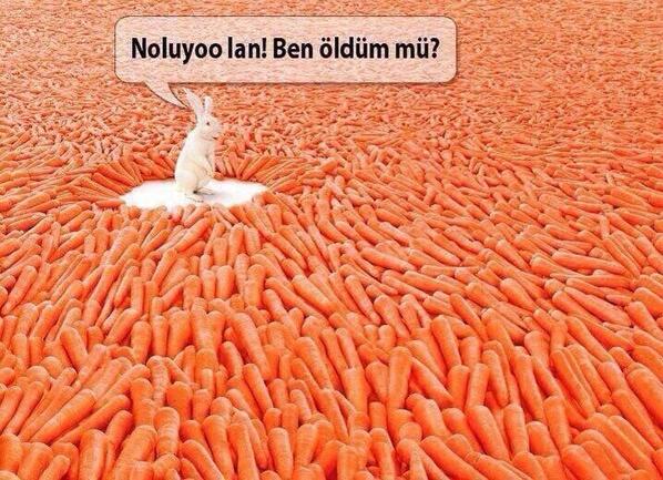 Tavşana her yer HAVUÇ