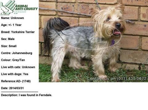 nikkisusman's tweet photo. This beautiful male yorkie is looking for a loving home. Pls contact me if you can assist http://t.co/JSFQTGti7e