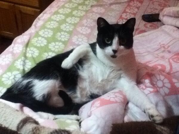 z41n4b's tweet photo. #MANDOMIFOTO sexy :3 miau!! http://t.co/Km1wWkZLxp