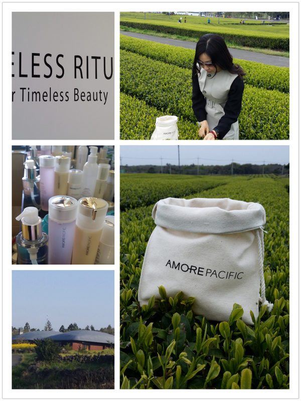 겨울동안 엄청난 양분을 머금던 어린 녹차 새순, 첫물 녹차 채엽 행사 타임리스 리츄얼 by 아모레퍼시픽 @제주 오설록다원. 아모레퍼시픽의 귀한 원료로 쓰인다. 같이 해주신 VIP, 프레스분들 감사!