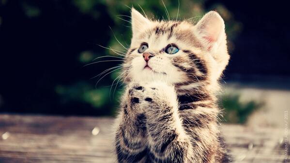 Cute little cat praying for a treat :-)
