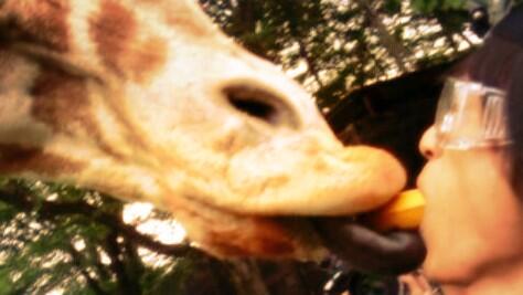 ___R_uKi_'s tweet photo. .

.

何処かの出戻りです 。
ちょっと煩い玉森を貴方のTLに どどんと どうですか ！
繋がったら 濃い絡みで 、楽しく楽しく ！

\ きりんさん バナナおいしい ？ /

#RTしたnrさんお迎え

.

. http://t.co/DNYCpz0Jk1