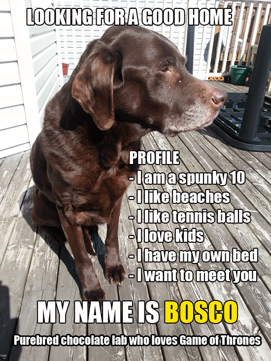 haligonia's tweet photo. RT @likeadad: People of #halifax - please share. This doggie needs a new home. Any interest DM me. http://t.co/iPIDog0QvE