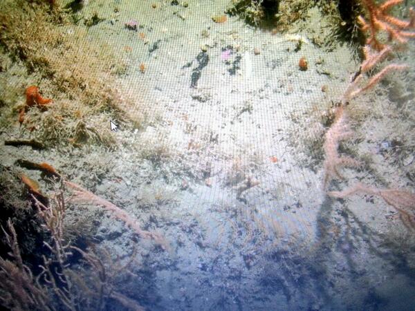 Day 2 of @Ocean_Ecology EUNIS habitat training...this still shows Eunicella & Pentapora on circalittoral rock #reef