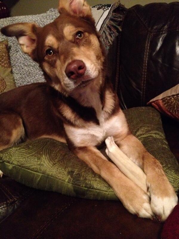 klharness's tweet photo. Coming home to this cutie, makes me happy! #mxphappy @RobinMeade http://t.co/Ldkm4liEAq