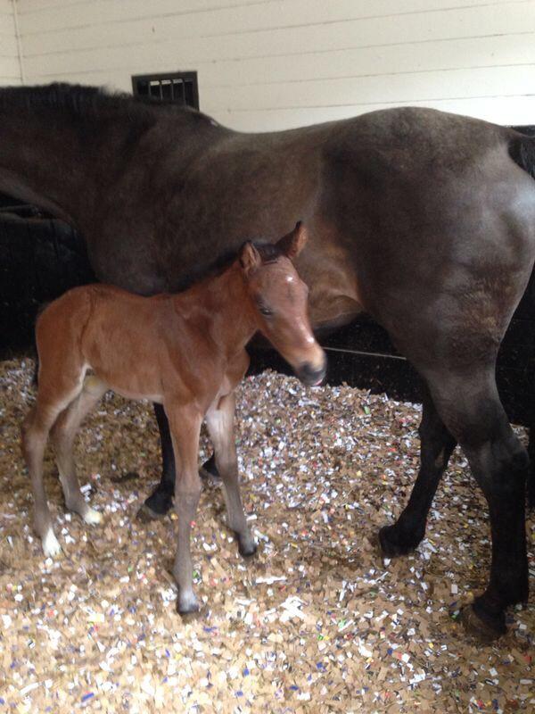 <a href="/endhousestud/">endhousestud</a> thank you! Baby colt by my beautiful stallion Landpirol was born last night! #i'magrannyagain