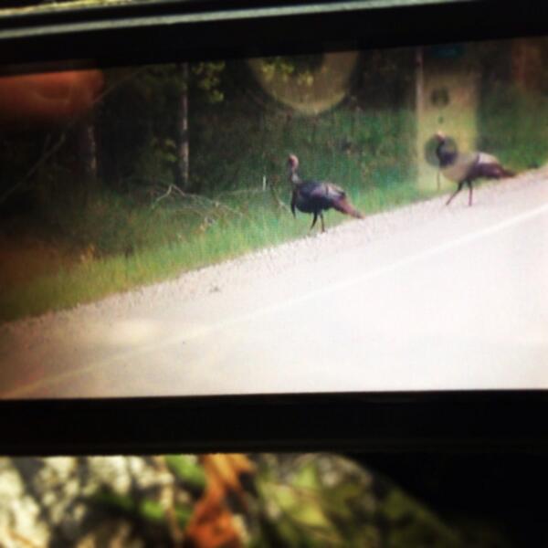 susewitz's tweet photo. @CampbellCameras #thunderchickens #LCDviewwednesday #michigangobblers #Brotherhood http://t.co/s5GzBwkDet