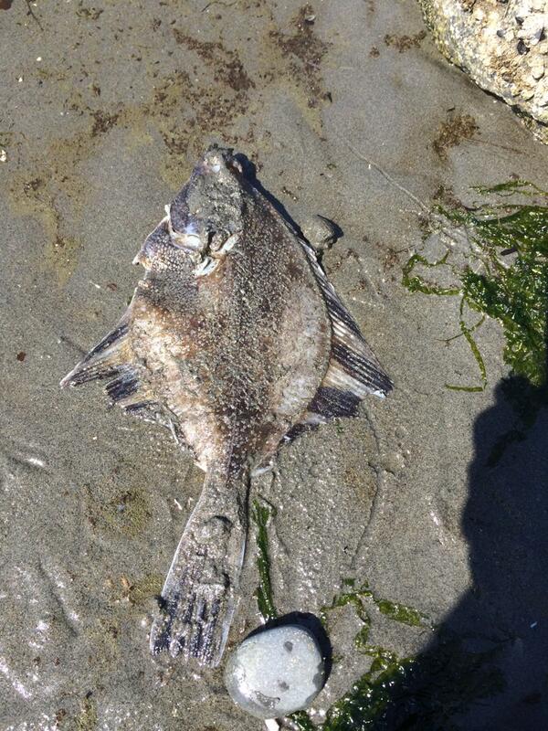 aimssblack's tweet image. #fish #species #identity #flounder found this beast think flounder. had whitey speckled sots on his body