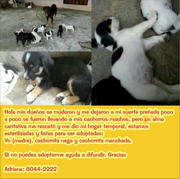 angieclaudeth's tweet photo. Rts para estos hermosos @PatasyPies @mascotaspanama @RobaMorena @adoptapanama @AdoptaunCriollo http://t.co/IkXFLXLESA