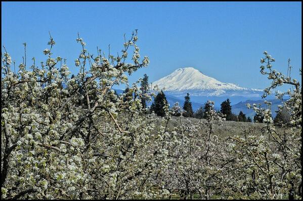 Past the #orchards, and to the North, is beautiful #MountAdams in #Washington State. #Cascades #blossoms #mountains