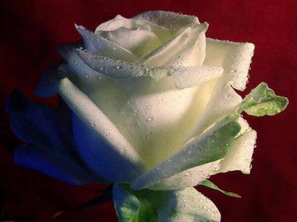 DAvanzoRoberto's tweet image. #purezza