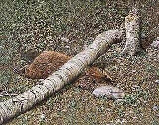 ChomicalEng's tweet image. #FaultTreeAnalysis - Timber !