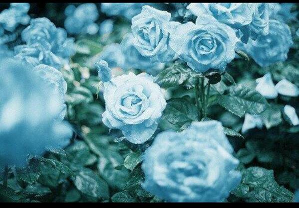 Uzivatel 花花 ありがとう Na Twitteru 青いバラの花言葉に 想いを託します 青いバラの花言葉は 神の祝福 奇跡 夢叶う どうか無事に救助されることを願います Prayforsouthkorea Http T Co 1raxtro2ob