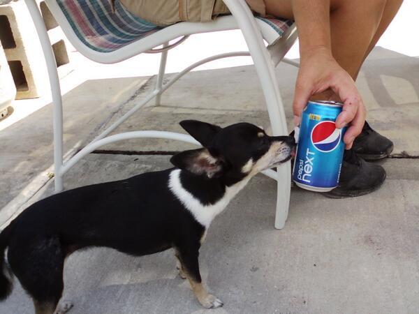 Pepsi NEXT fan Pamela's pup has unbelievable taste.