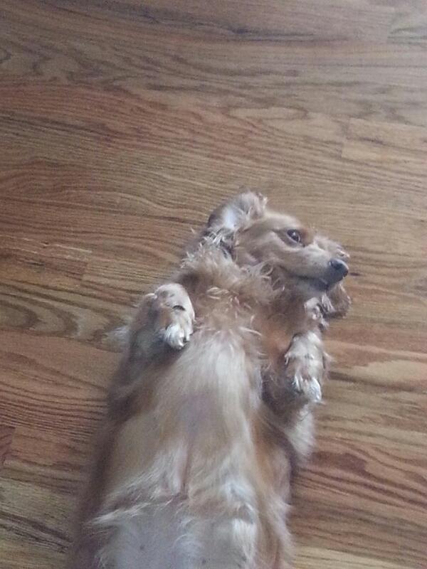 RobMannarino's tweet photo. Where's fido.  #qlrattle http://t.co/seR4FbtjOI