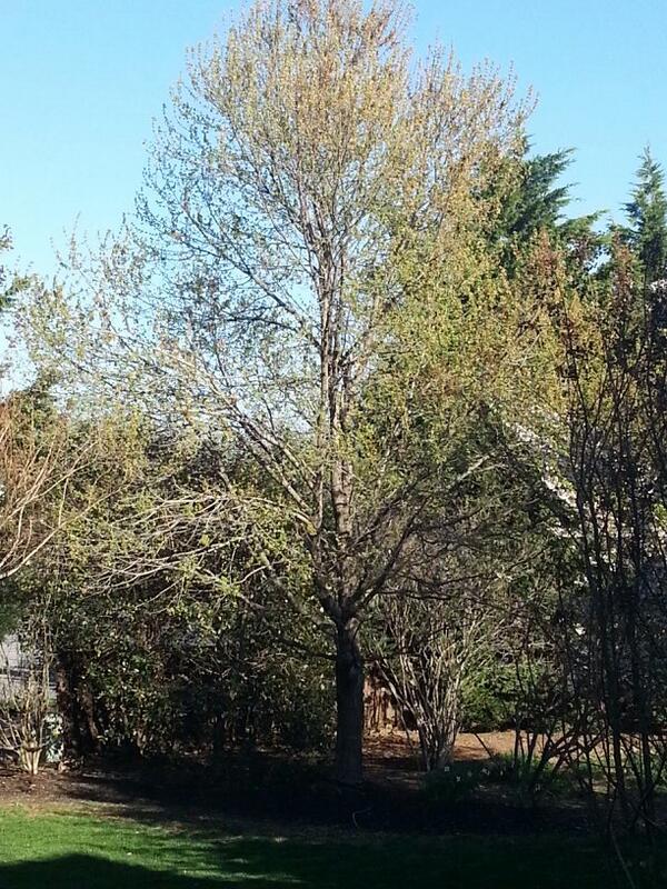 RobMannarino's tweet photo. Shed my clothes in the fall.  #qlrattle http://t.co/066pUFgeQp
