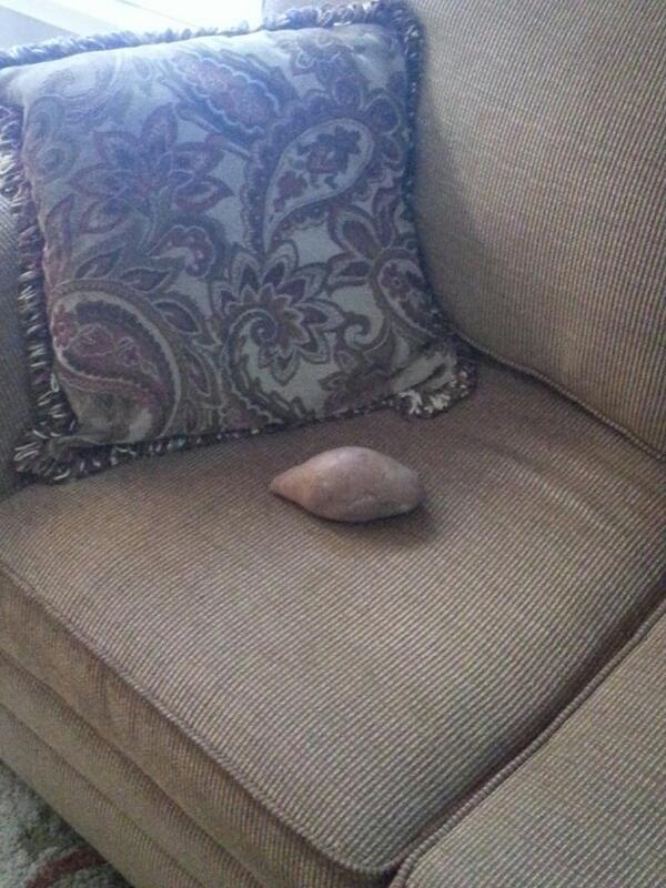 RobMannarino's tweet photo. Couch potato #qlrattle http://t.co/jdNG3i4dUO