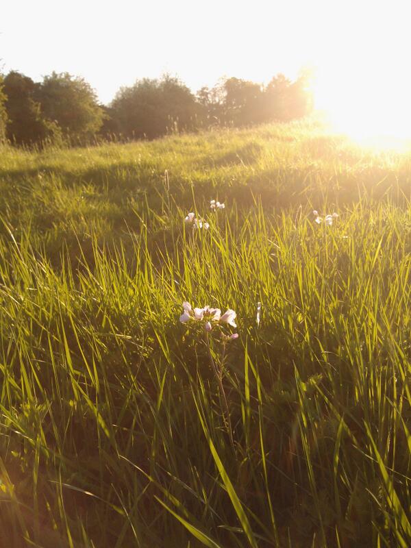 Last view of the day, #Cardamine #Ladyssmock in the path meadow at sundown