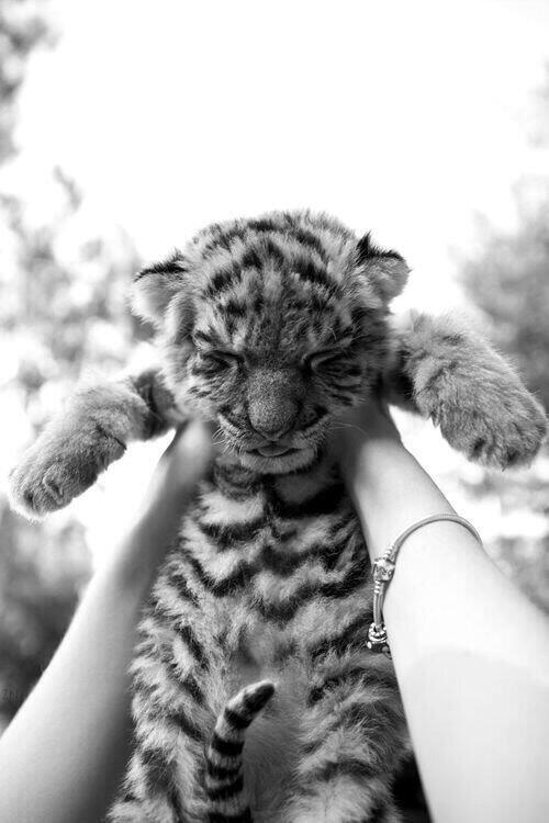 __Kate__94's tweet photo. Mein neues Haustier *-* http://t.co/3XKtBMng5X