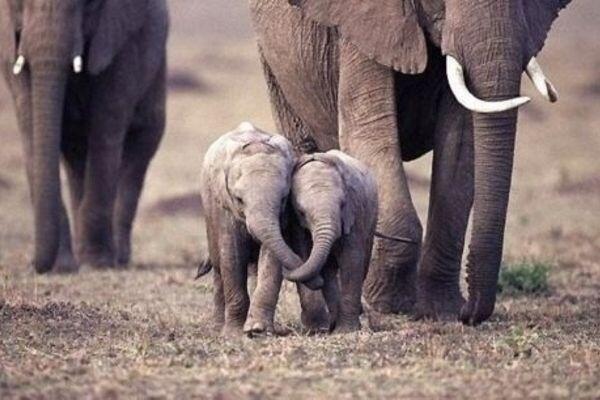 MirayFlipa's tweet photo. Elefantes peques de paseo con sus padres sujetándose las trompas <3 http://t.co/ct7pMzYYFI