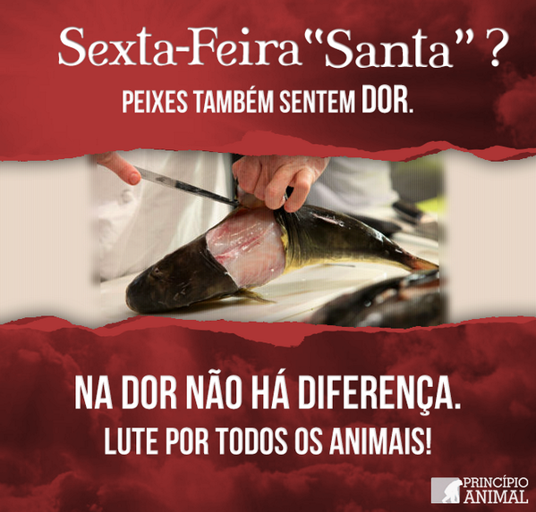 Princípio Animal tweet media