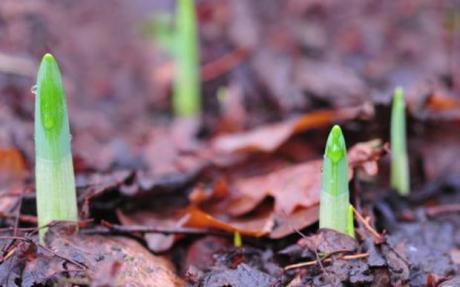 @OntarioNature @GreenLivingPage #springshoots