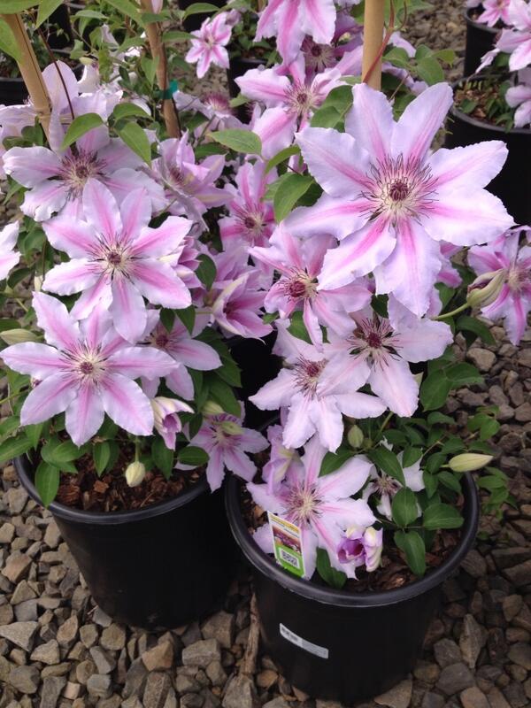 Beautiful Clematis arriving at WA Home Depots next week