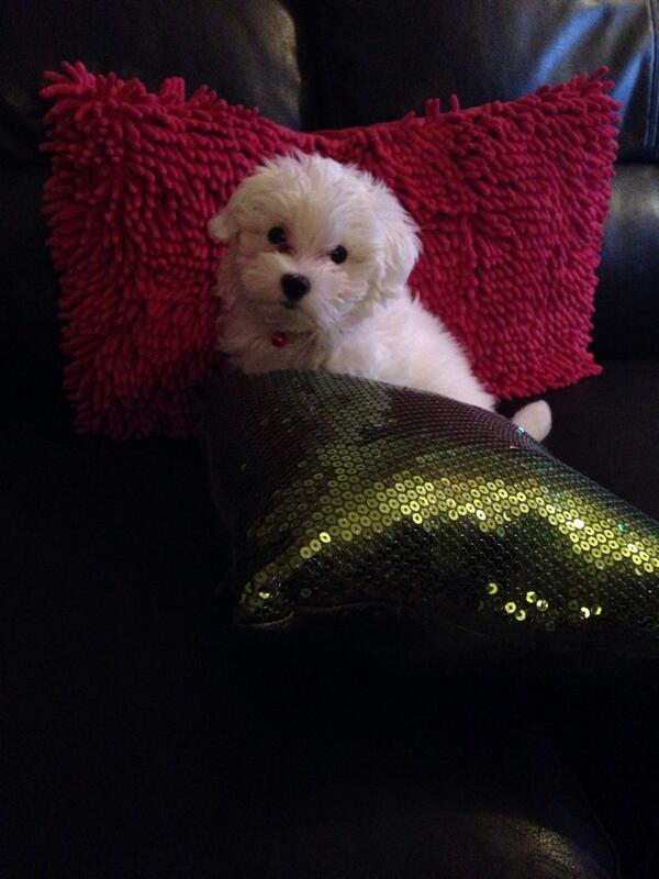 Mol_Flops's tweet image. @Mol_Flops: I think the cushion would win if there was fight. Seeing as it&apos;s bigger than her #sizeproblems #poorpip