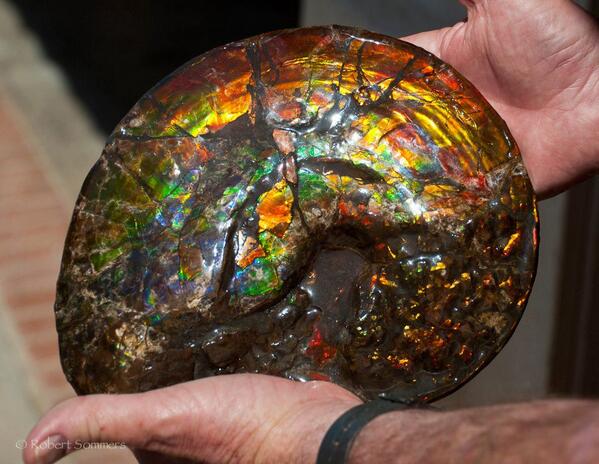 Know's tweet image. This is a 70 million year old ammolite fossil. Photography by Robert Sommers