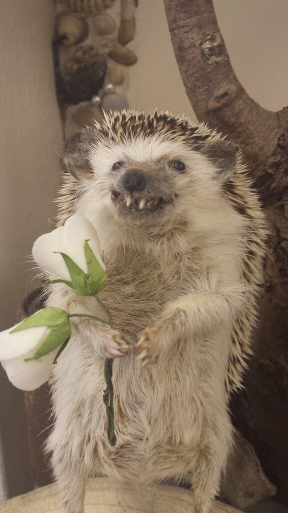 CrapTaxidermy's tweet photo. "I'm really nervous so I'm just gonna go ahead and say it. Paula Prickly, will you go to the dance with me?" http://t.co/JZwVAd0tCU