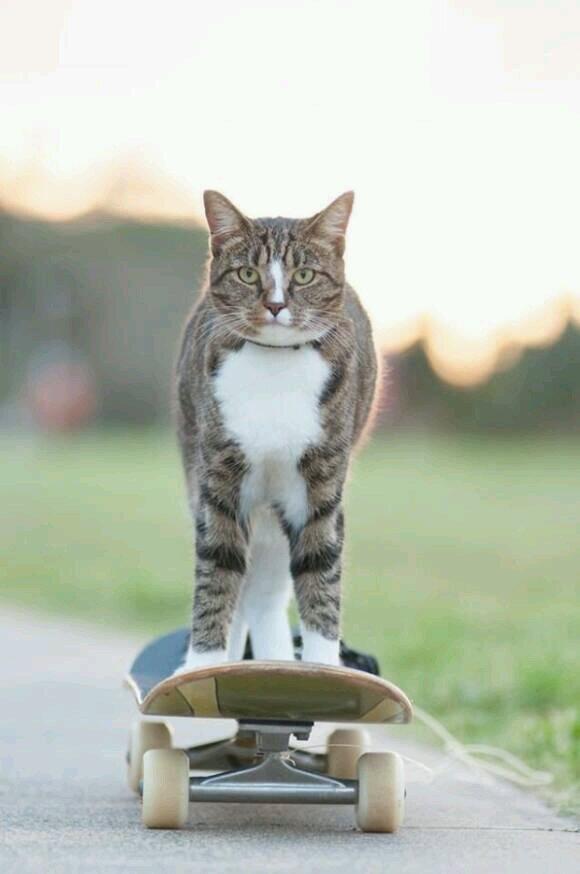 cliffping's tweet photo. skateboarding kitty http://t.co/hwqIcbJbji