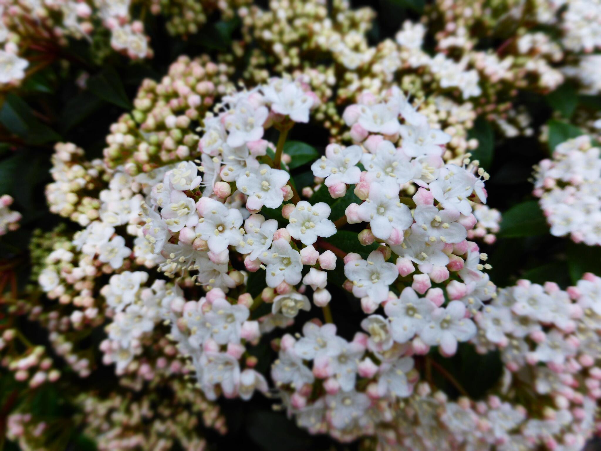 Hiro ピンクの蕾から白い小花をたくさん ビバーナム ティヌス咲きました グリーンっぽい春の香りがほんの り 花言葉は 茶目っ気 など 素敵な春の午後を Http T Co Ft1hic7kpz Twitter