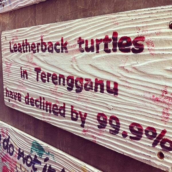 abackpackerstal's tweet image. Turtle fact #touismterengganu #gayatravel #travelforlife #igdaily #malaysia #travel #ttot