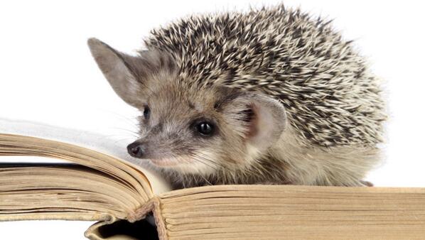 Ежик хулиган. Умный еж. Еж с книгой. Деловой ежик. Ежик читает книжку.