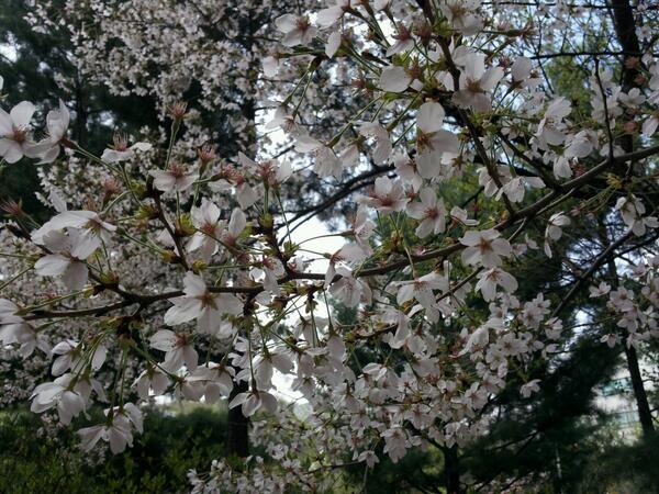 PSI_missing's tweet image. Cherry blossoms. 桜が咲きました。