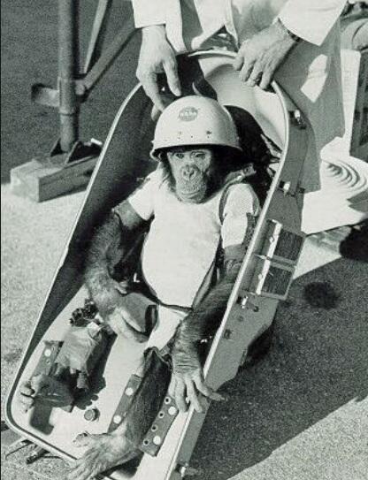 Show Me The Monkey tweet media