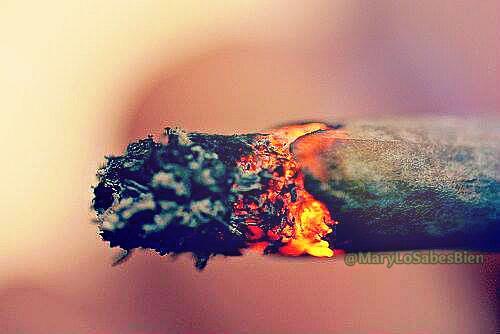 MaryLoSabesBien's tweet image. Esa sensación casi orgásmica cuando calas el porro y escuchas como se quema el papel y el humo pasa por tu garganta.