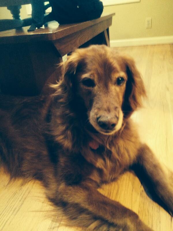 Kellen_Baker's tweet photo. Hey guys my dog is getting surgery to remove his tumor's today. Hope it goes well.. http://t.co/WH0j3z3usR