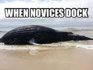 NoviceProbs's tweet image. In light of yesterday's novice cox job